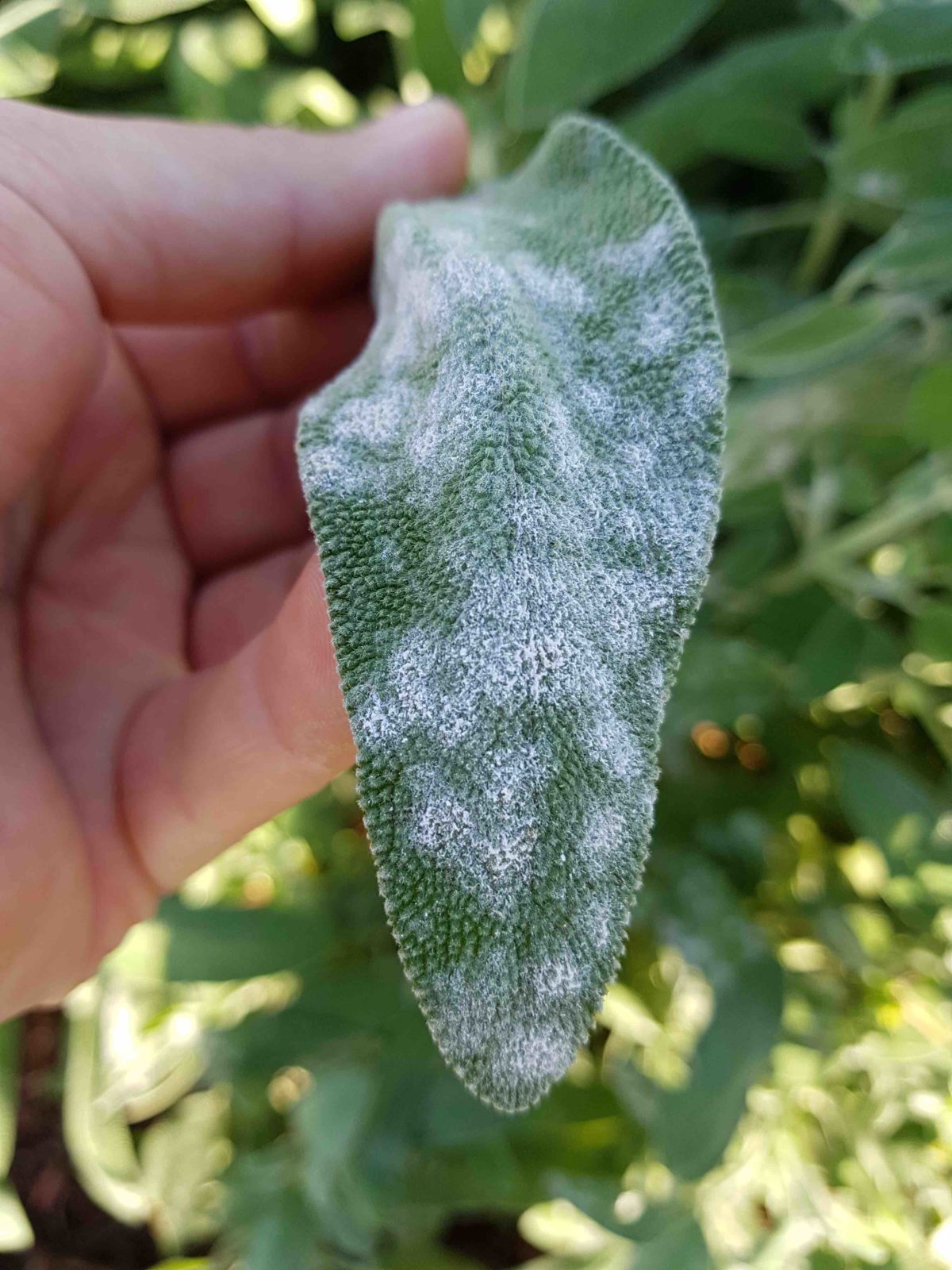 powdery-mildew-heartwood