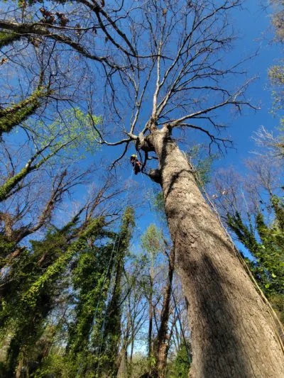 Climber-from-Above