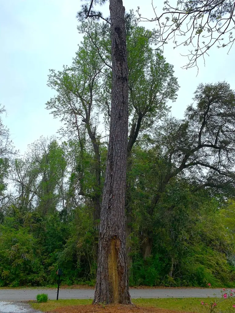 big long tree