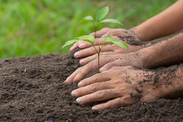 tree planting