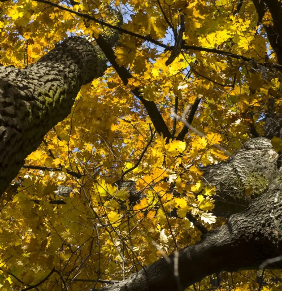 tree with brown leave